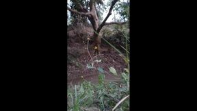 Indian Wife Outdoor Sex
